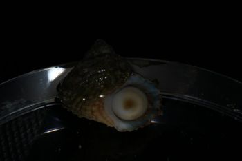 Media type: image;   Malacology 393714 Description: live specimen;
